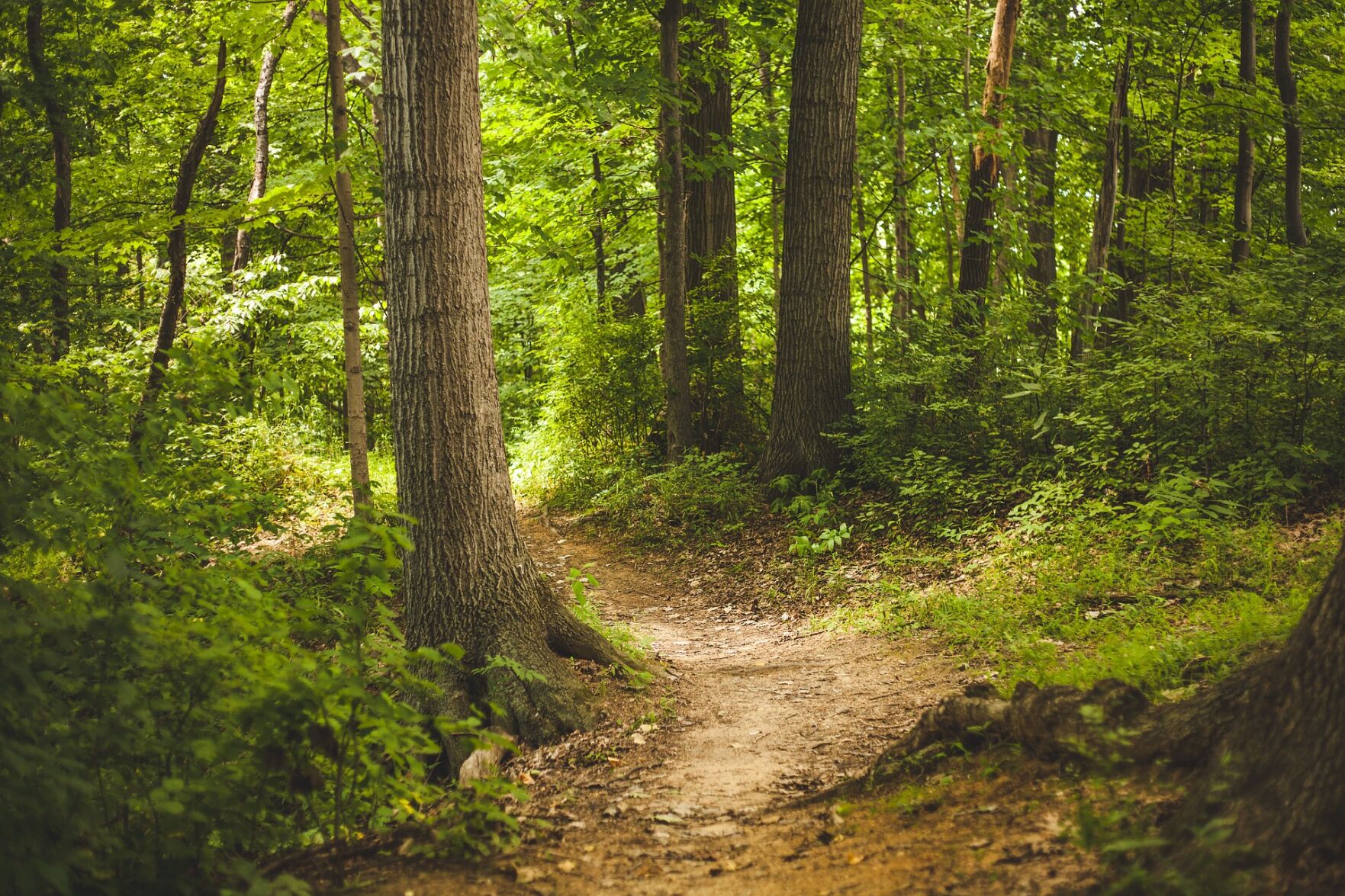Forest stock image